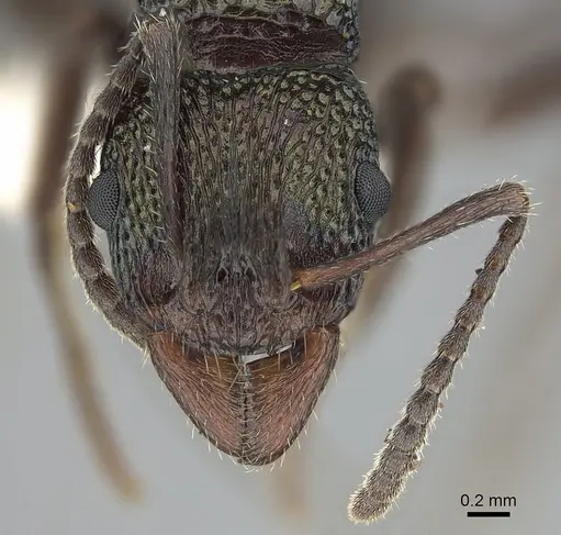 Rhytidoponera inornata specimen