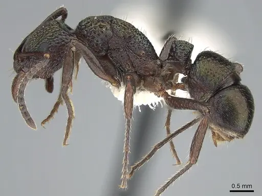 Rhytidoponera inornata specimen