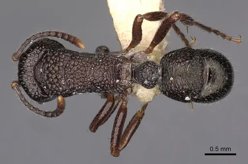 Rhytidoponera inornata - CASENT0900528