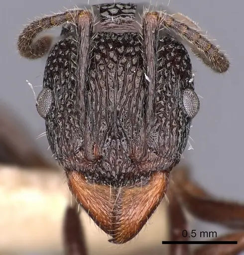 Rhytidoponera inornata - CASENT0900528