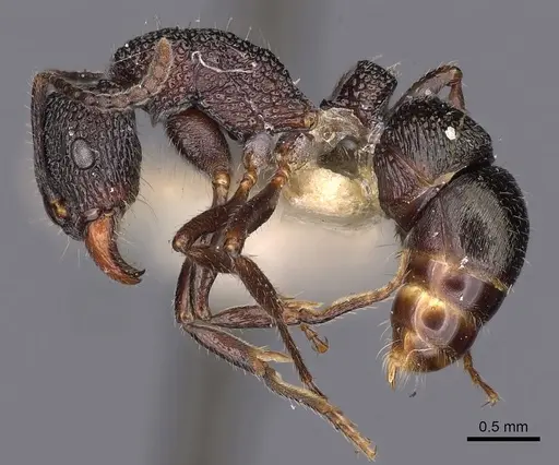 Rhytidoponera inornata - CASENT0900528