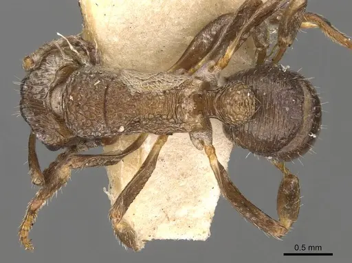 Rhytidoponera inornata - CASENT0907158