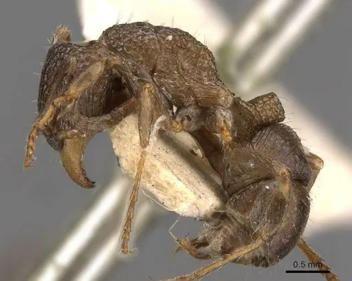 Rhytidoponera inornata - CASENT0907158