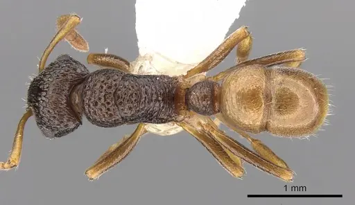 Rhytidoponera insularis specimen