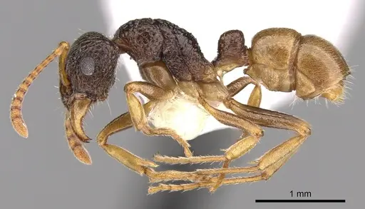 Rhytidoponera insularis specimen