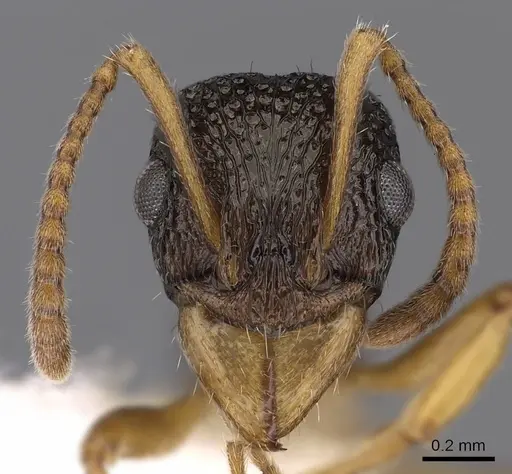 Rhytidoponera insularis - CASENT0900542