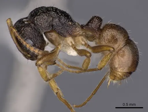 Rhytidoponera insularis - CASENT0900542