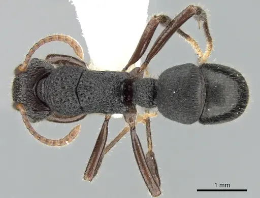 Rhytidoponera koumensis specimen