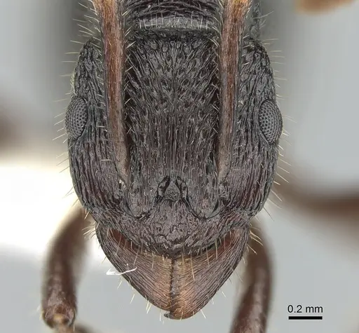 Rhytidoponera koumensis specimen