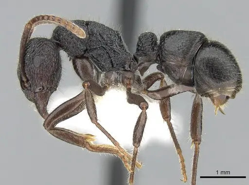 Rhytidoponera koumensis specimen