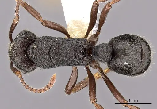 Rhytidoponera koumensis - CASENT0900536