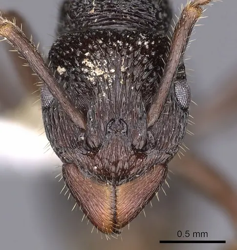 Rhytidoponera koumensis - CASENT0900536