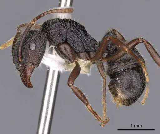 Rhytidoponera koumensis - CASENT0900536