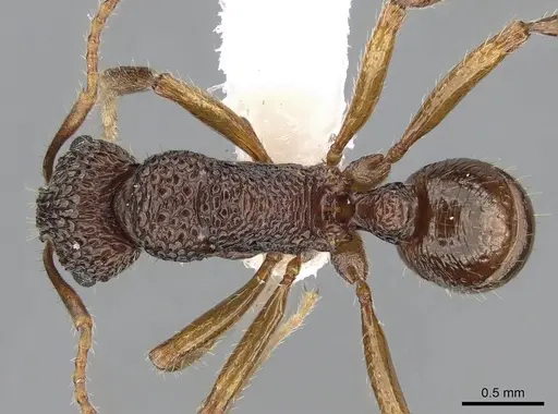Rhytidoponera kurandensis specimen