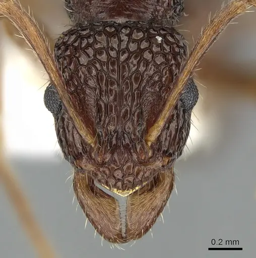 Rhytidoponera kurandensis specimen