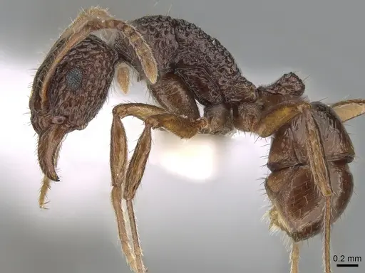 Rhytidoponera kurandensis specimen