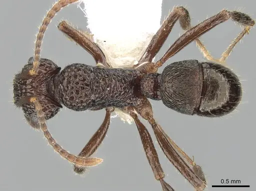 Rhytidoponera kurandensis - CASENT0281247