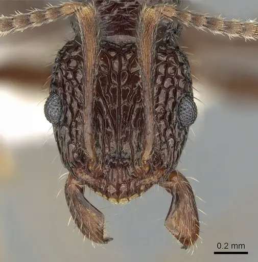 Rhytidoponera kurandensis - CASENT0281247