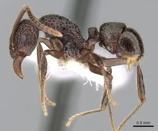 Rhytidoponera kurandensis - CASENT0281247