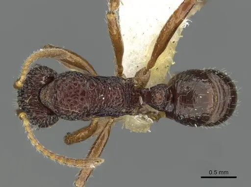 Rhytidoponera kurandensis - CASENT0911231