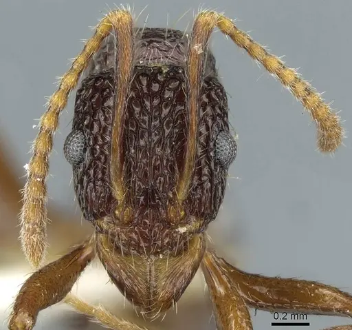 Rhytidoponera kurandensis - CASENT0911231