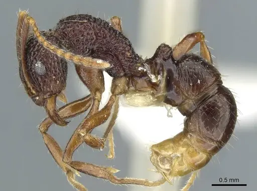 Rhytidoponera kurandensis - CASENT0911231