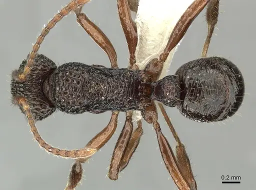 Rhytidoponera kurandensis - JTLC000008676