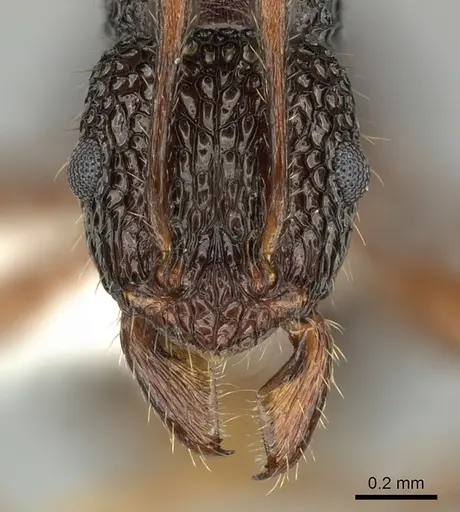 Rhytidoponera kurandensis - JTLC000008676