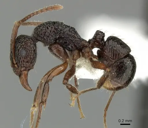 Rhytidoponera kurandensis - JTLC000008676
