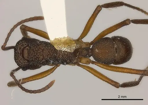 Rhytidoponera laciniosa specimen