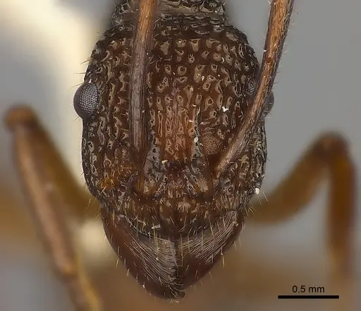 Rhytidoponera laciniosa specimen