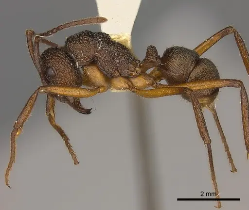 Rhytidoponera laciniosa specimen