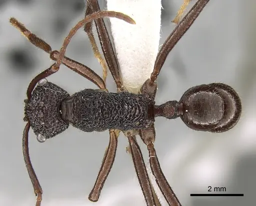 Rhytidoponera laciniosa - CASENT0281338