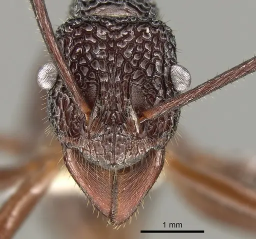 Rhytidoponera laciniosa - CASENT0281338