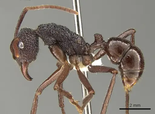 Rhytidoponera laciniosa - CASENT0281338