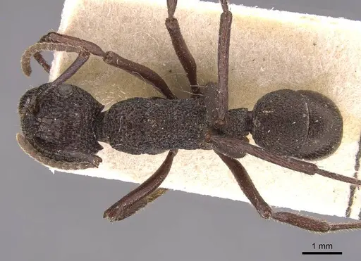 Rhytidoponera laciniosa - CASENT0905737