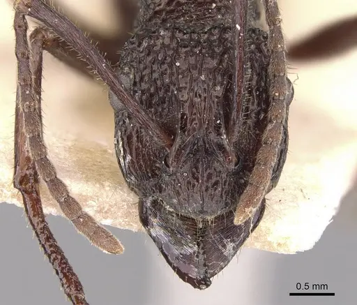 Rhytidoponera laciniosa - CASENT0905737