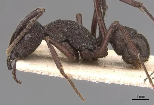 Rhytidoponera laciniosa - CASENT0905737