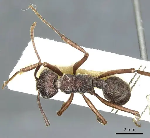 Rhytidoponera laciniosa - CASENT0915925