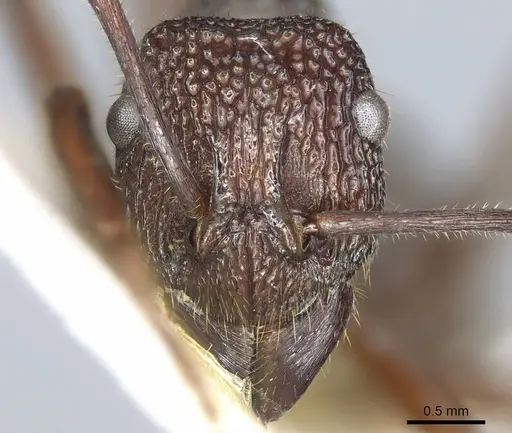 Rhytidoponera laciniosa - CASENT0915925