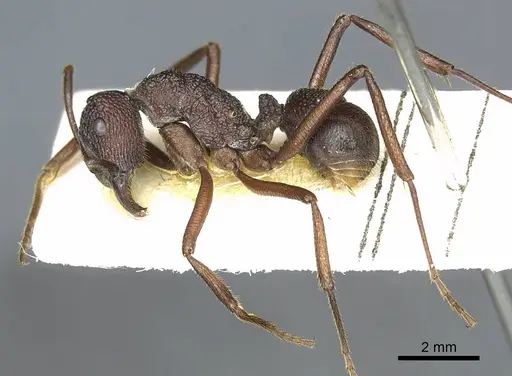 Rhytidoponera laciniosa - CASENT0915925