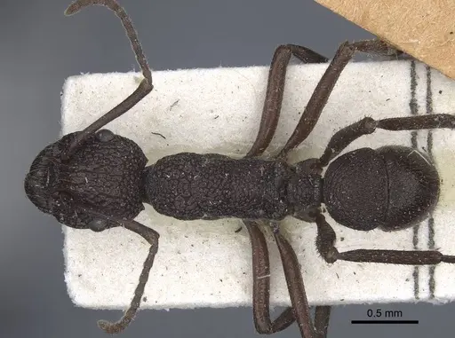 Rhytidoponera laciniosa - CASENT0916801