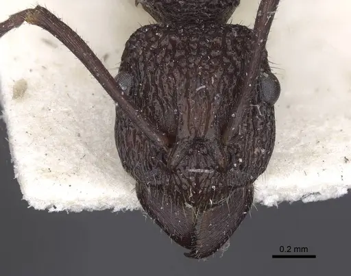 Rhytidoponera laciniosa - CASENT0916801