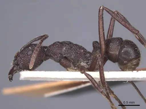 Rhytidoponera laciniosa - CASENT0916801