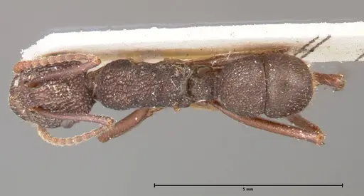 Rhytidoponera laciniosa - FOCOL0373