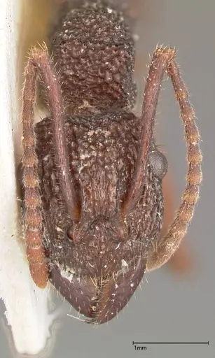 Rhytidoponera laciniosa - FOCOL0373