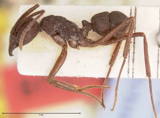 Rhytidoponera laciniosa - FOCOL0373