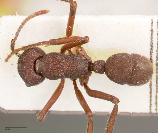 Rhytidoponera laciniosa - FOCOL0374