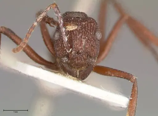 Rhytidoponera laciniosa - FOCOL0374