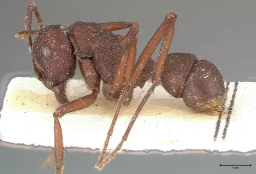 Rhytidoponera laciniosa - FOCOL0374